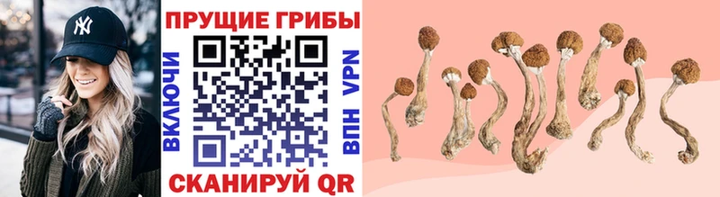 Псилоцибиновые грибы Psilocybine cubensis  Спасск 
